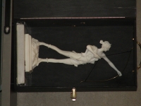 Vier Mal Silber f�r 1848er Bogensch�tzen auf Stader Hallenturnier